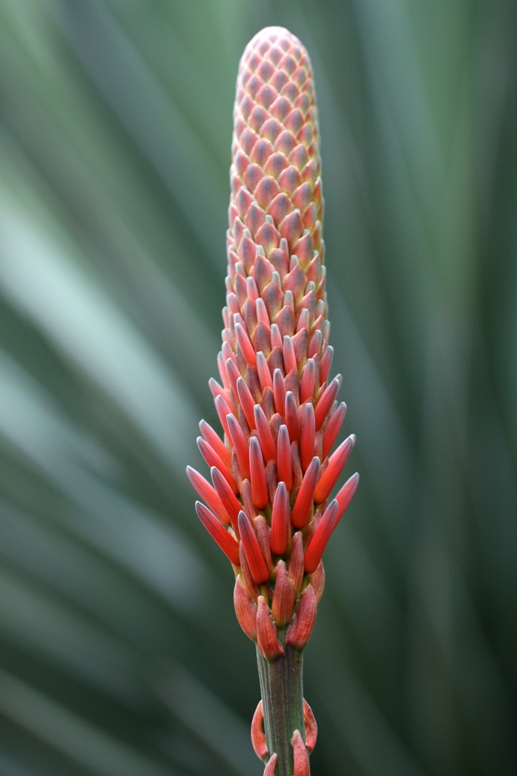 arizona garden